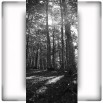 Fototapeta las o świcie czarno biała