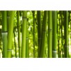 Fototapeta bambusowy las