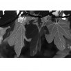 Fototapeta duże liście czarno białe