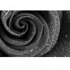 Fototapeta różane płatki - zmiana koloru na czarno biały