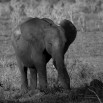 Fototapeta słoń czarno biała
