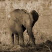 Fototapeta słoń w sepii