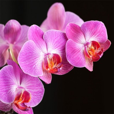 Fototapeta fioletowa orchidea