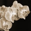Fototapeta fioletowa orchidea w sepii