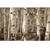 Fototapeta las brzozowy w kolorze sepii