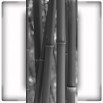 Fototapeta dark bambo w kolorze czarno białym