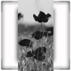 Fototapeta łąka maków w kolorze czarno białym