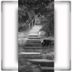 Fototapeta schodkowy czarno biała