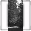 Fototapeta wąska droga w lesie w kolorze czarno białym