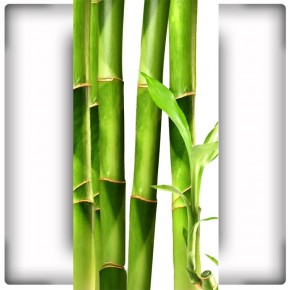 zielone bambusy