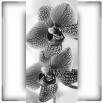 Fototapeta dwie orchideee w kolorze czarno białym