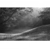 Fototapeta las jesienią - zmiana koloru na czarno biały