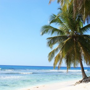 palma na plaży