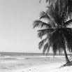 Fototapeta palma na plaży w kolorze czarno białym