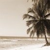 Fototapeta palma na plaży w kolorze sepii