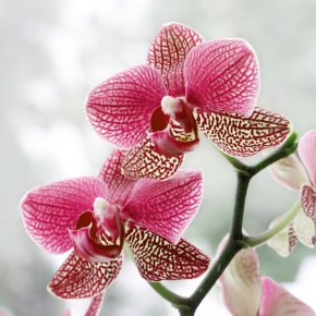 Fototapeta różowa orchidea