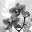 Fototapeta różowa orchidea w kolorze czarno białym