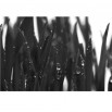 Fototapeta jasno zielona trawa w kolorze czarno białym