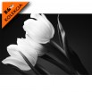 Fototapeta tulipany czarno białe