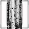 Fototapeta brzezina z pniem w kolorze czarno białym