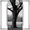 Fototapeta pień drzewa czarno biała