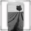 Fototapeta lawendowa samotność - czarno biała