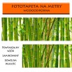 Fototapeta bambusowa dżungla