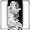 Fototapeta czarne tło orchidei w kolorze czarno białym