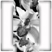 Fototapeta zaczarowana flora - zmiana koloru na czrno biały