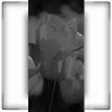 Fototapeta tulipany na wąską ścianę czarno biała