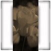 Fototapeta tulipany na wąską ścianę w sepii