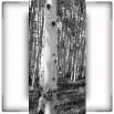 Fototapeta pień brzozowy w kolorze czarno białym
