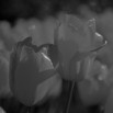 Fototapeta żółte tulipany - zmiana koloru na czarno biały