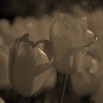 Fototapeta żółte tulipany - zmiana koloru na sepię