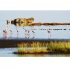Fototapeta flamingi