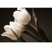 Fototapeta białe tulipany w kolorze sepii