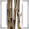 Fototapeta zielone liście bambusowe kolorze sepii
