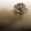 Fototapeta drzewo we mgle w sepii