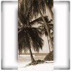 Fototapeta o motywie palmy ze zmianą koloru na sepię