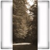 Fototapeta wąska droga w lesie w kolorze sepii