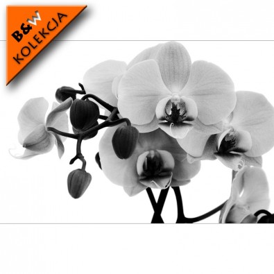 Fototapeta czarno biała orchidea