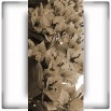 Fototapeta fioletowe dzwoneczki | fototapeta kwiaty
