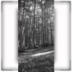 Fototapeta suchy las w kolorze czarno białym
