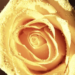 Fototapeta herbaciana róża