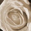 Fototapeta herbaciana róża - zamiana koloru na sepię