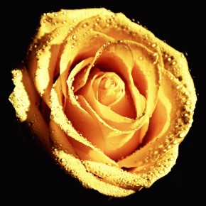 Fototapeta kremowa róża