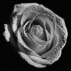 Fototapeta kremowa róża - zmiana koloru na czarno biały