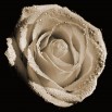 Fototapeta kremowa róża - zmiana koloru na sepię
