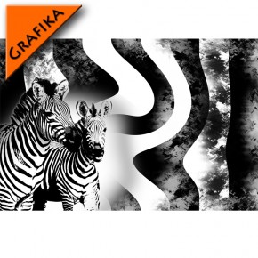 Fototapeta zebra