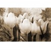 Fototapeta kwiaty vintage w sepii